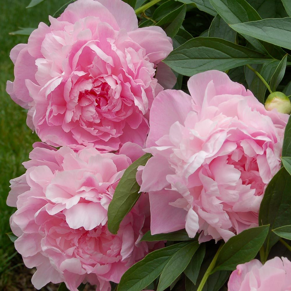 A peony